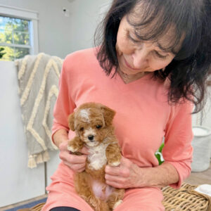 Cove - FBB Cavapoo Puppy - BPPP Litter --_