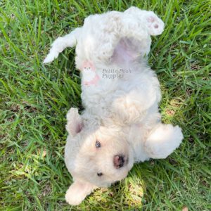 Cream White F1B Micro Goldendoodle Cloudy Petite Posh Puppies 04