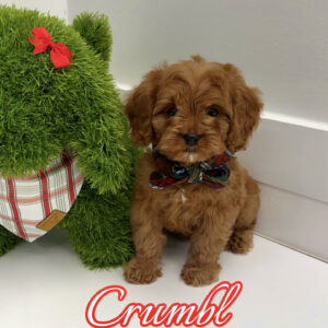 Crumbl - F Cavapoo Puppy - BPPP Litter --_