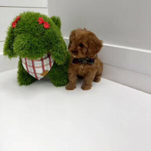 Crumbl - F Cavapoo Puppy - BPPP Litter --_