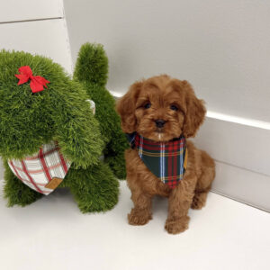 Crumbl - F Cavapoo Puppy - BPPP Litter --_