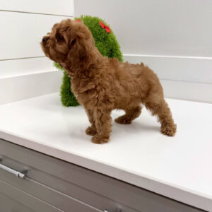 Crumbl - F Cavapoo Puppy - BPPP Litter --_