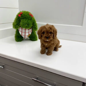 Crumbl - F Cavapoo Puppy - BPPP Litter --_
