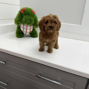 Crumbl - F Cavapoo Puppy - BPPP Litter --_
