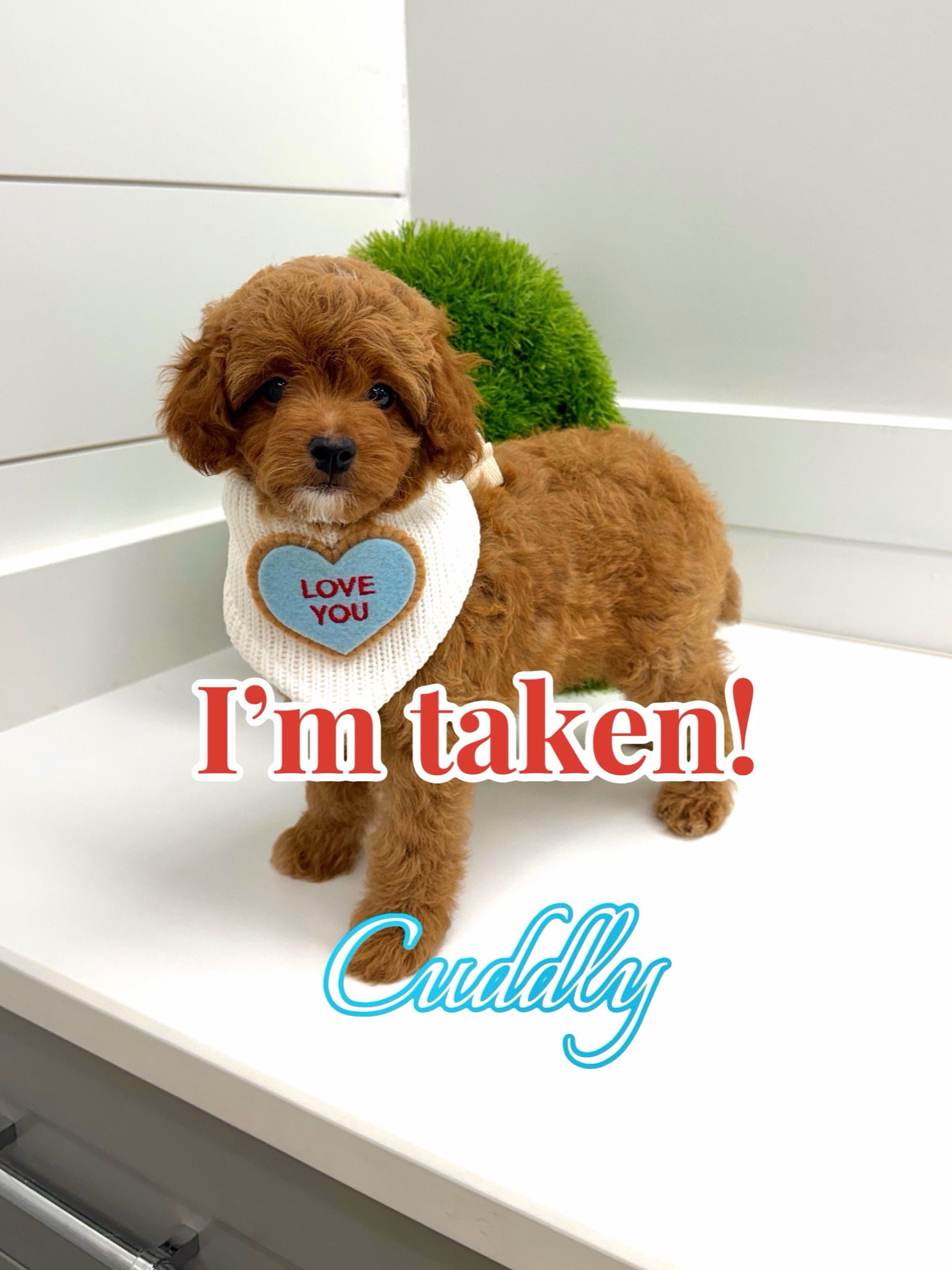 Cuddly - CKC FBB Toy Micro Goldendoodle Puppy - -- Litter - Forever Home in Kenner- LA