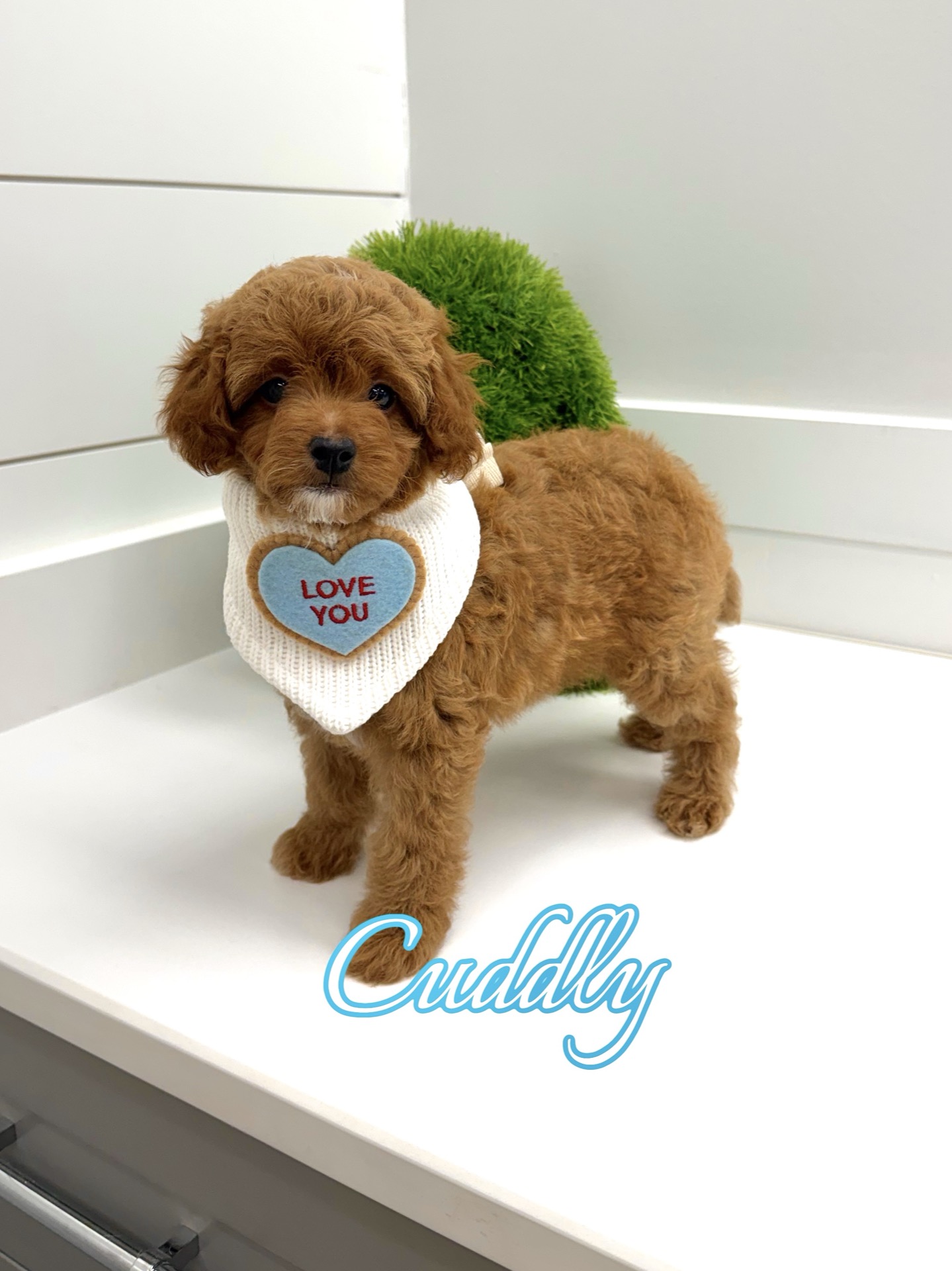 Cuddly - CKC FBB Toy Micro Goldendoodle Puppy - -- Litter