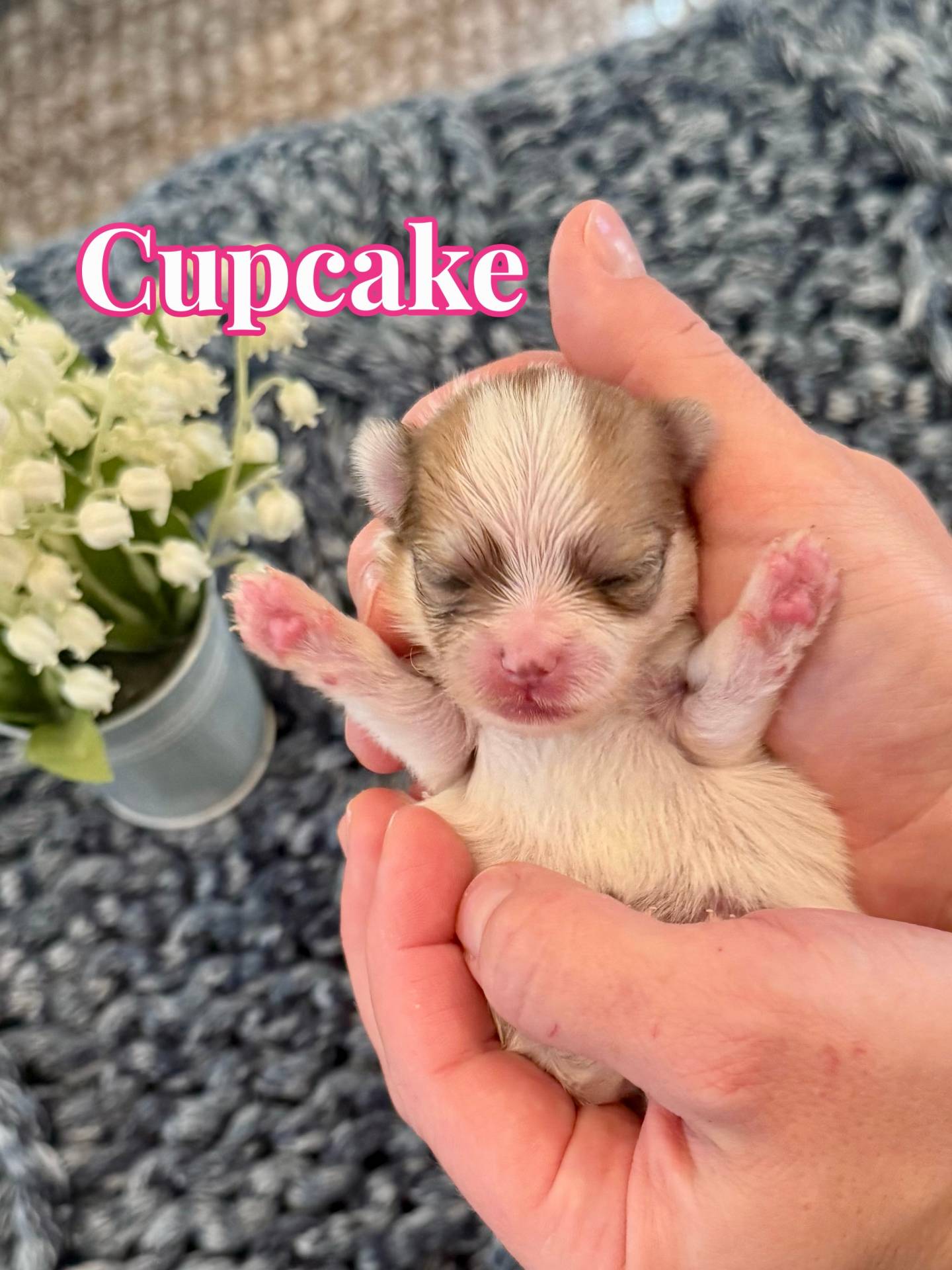 Cupcake - Female AKC Pomeranian