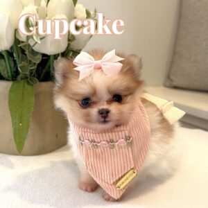 Cupcake - Female AKC Pomeranian_