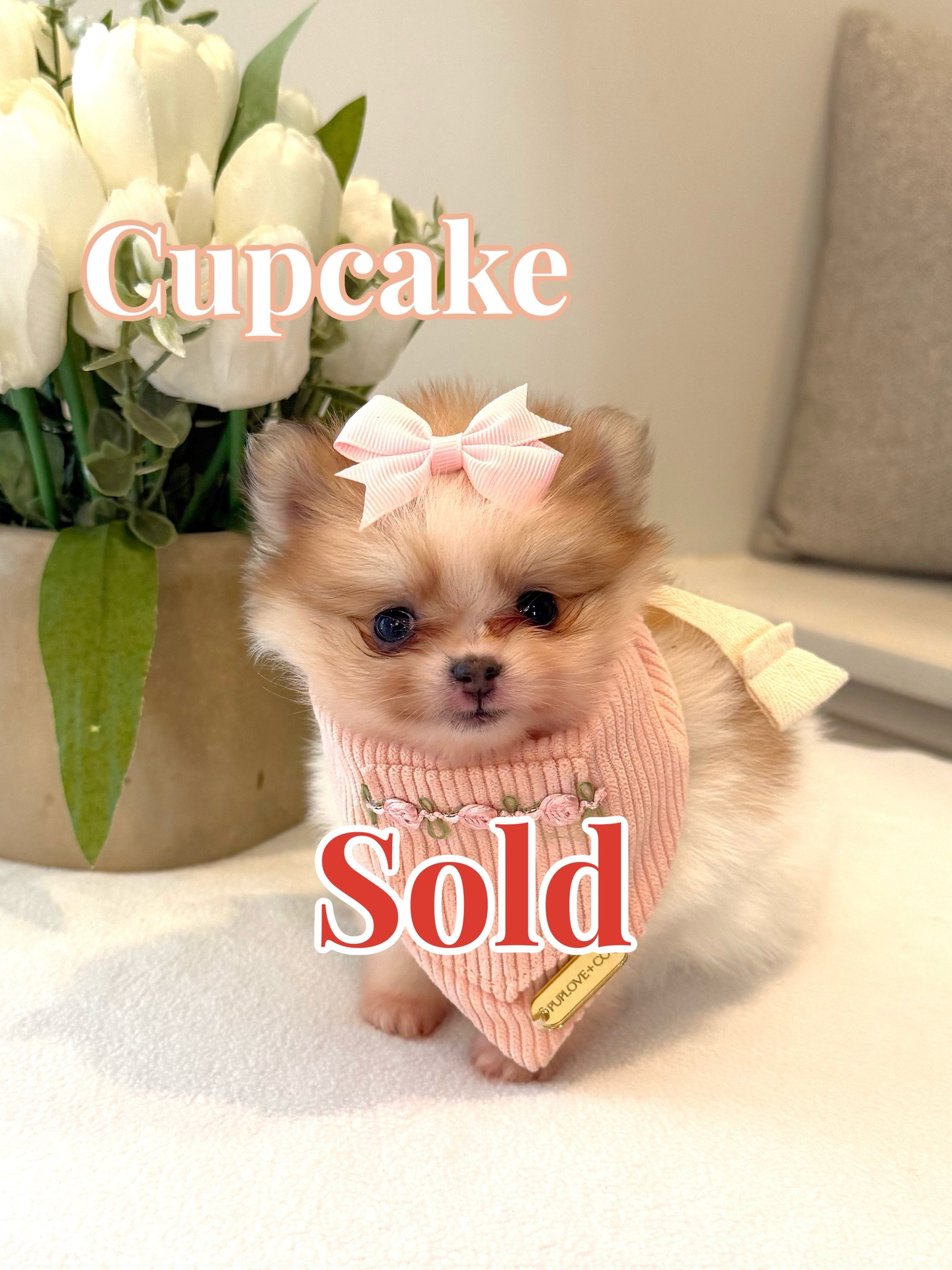 Cupcake - Female AKC Pomeranian_Forever Home in Pleasanton CA