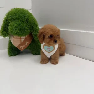 Cupid - F Cavapoo Puppy - BPPP Litter --_