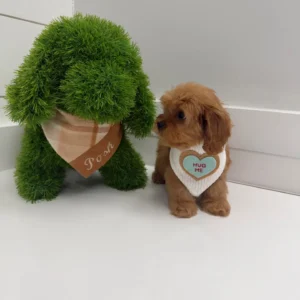 Cupid - F Cavapoo Puppy - BPPP Litter --_