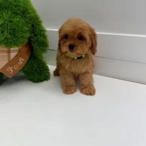 Cupid - F Cavapoo Puppy - BPPP Litter --_