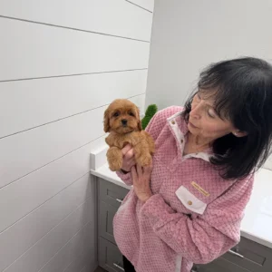 Cupid - F Cavapoo Puppy - BPPP Litter --_