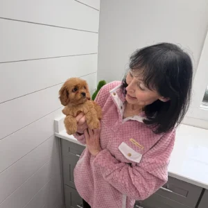 Cupid - F Cavapoo Puppy - BPPP Litter --_