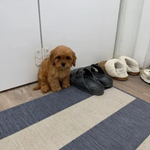Cupid - F Cavapoo Puppy - BPPP Litter --_