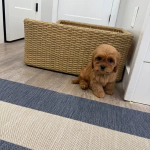 Cupid - F Cavapoo Puppy - BPPP Litter --_