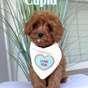 Cupid - F Cavapoo Puppy - BPPP_