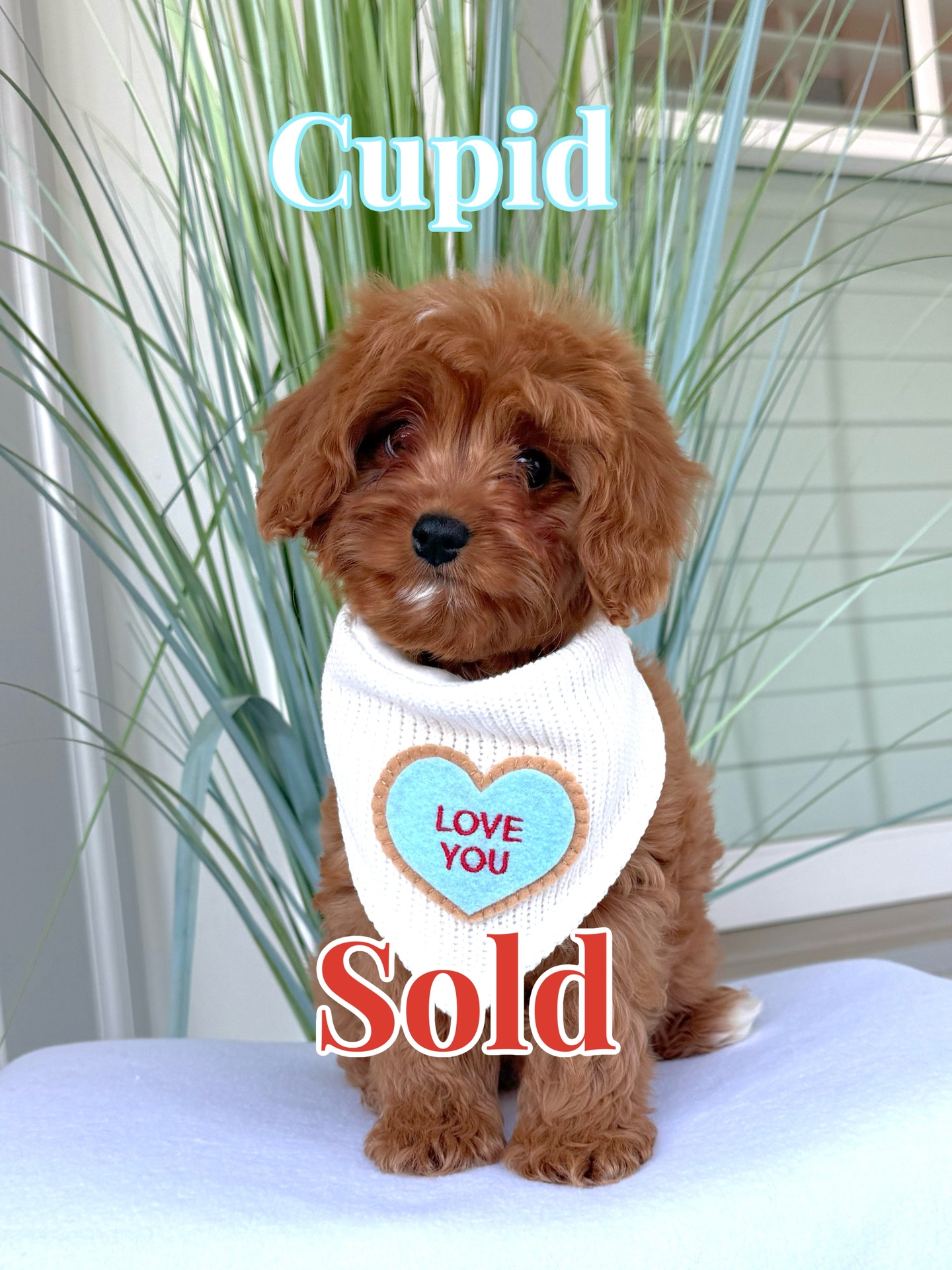 Cupid - F Cavapoo Puppy - BPPP_Forever Home in Lexington- KY