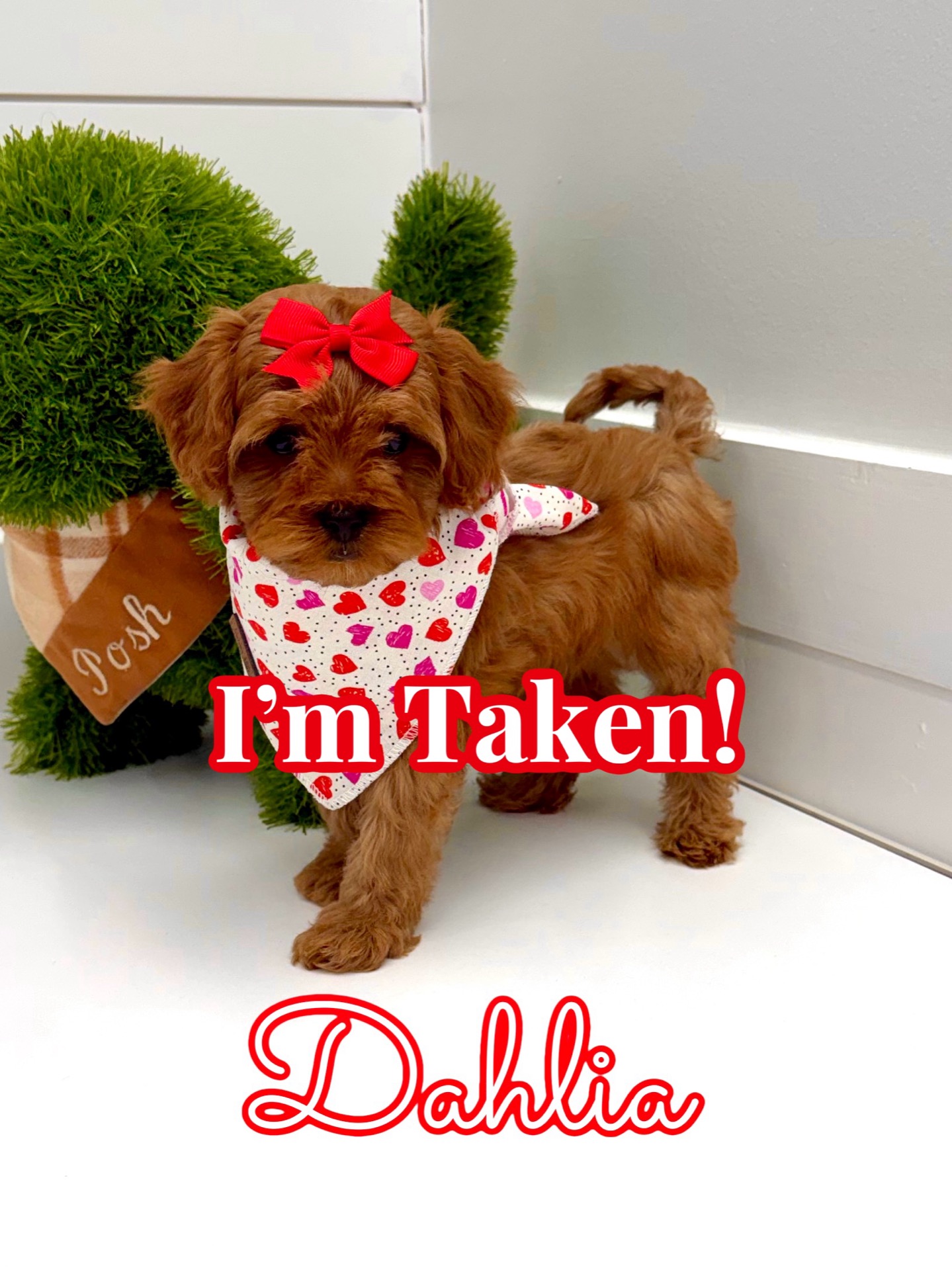 Dahlia - FB Cavapoo - BPPP Litter -- - Forever Home in St Petersburg- NY