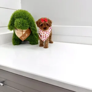 Dahlia - FB Cavapoo - BPPP Litter --_