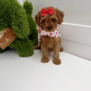 Dahlia - FB Cavapoo - BPPP Litter --_