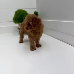 Dahlia - FB Cavapoo - BPPP Litter --_