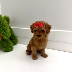 Dahlia - FB Cavapoo - BPPP Litter --_