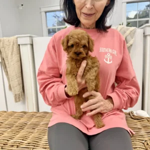 Dahlia - FB Cavapoo - BPPP Litter --_