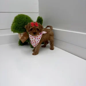 Dahlia - FB Cavapoo - BPPP Litter --_