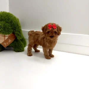 Dahlia - FB Cavapoo - BPPP Litter --_