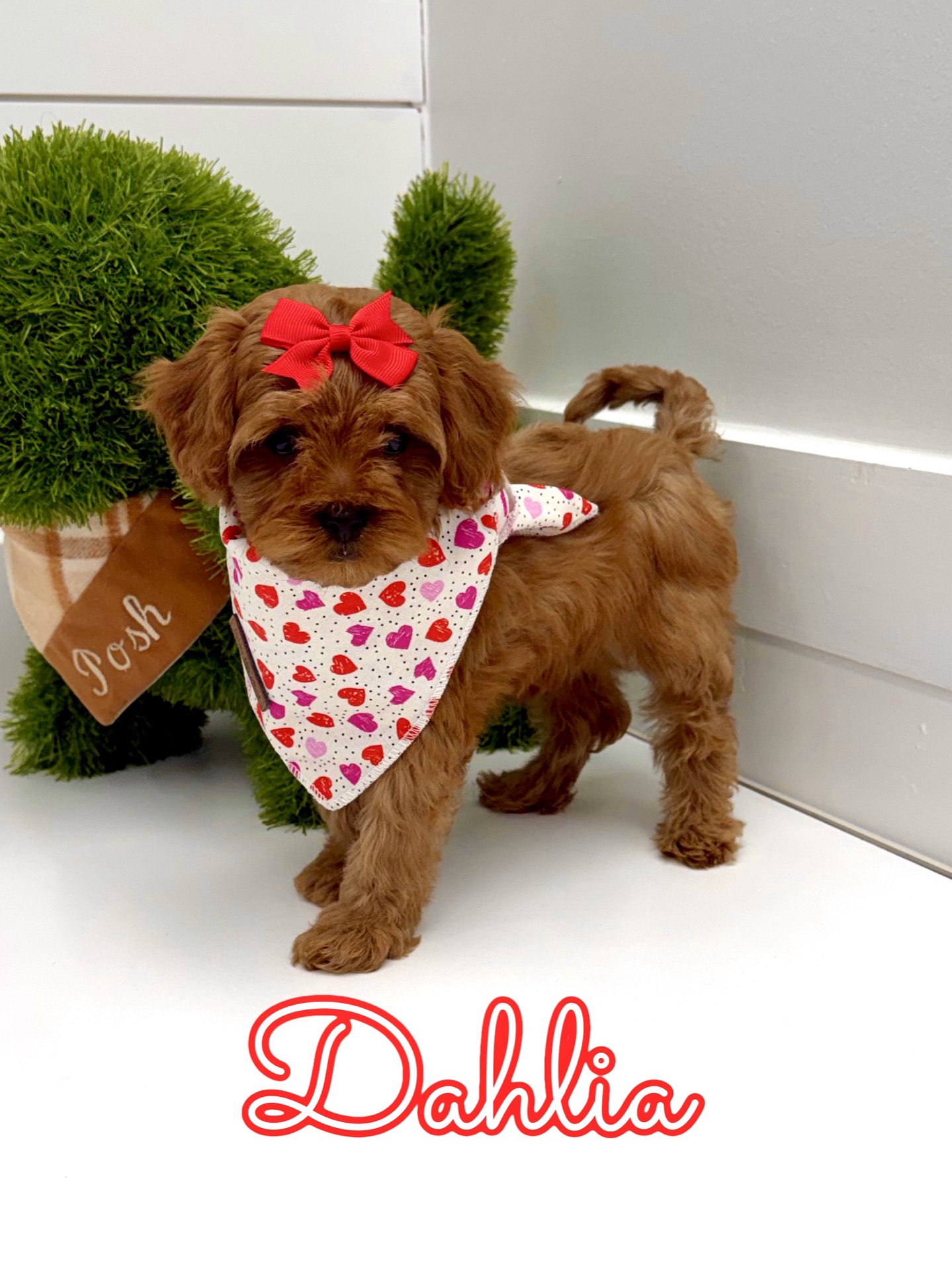 Dahlia - FB Cavapoo - BPPP Litter --_