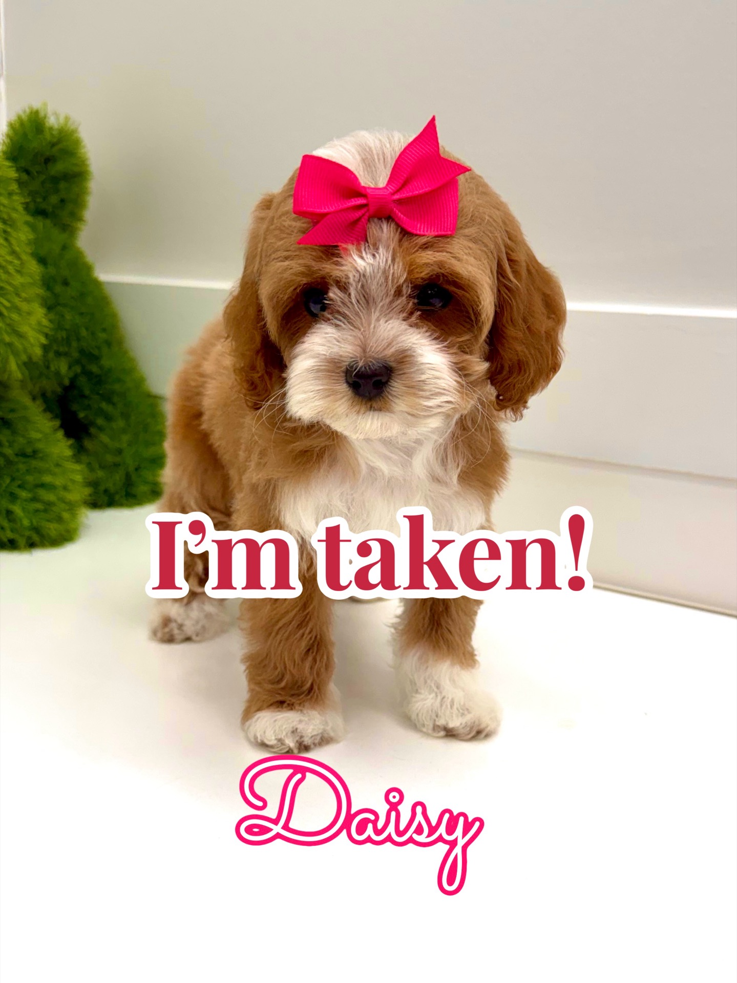 Daisy - FB Cavapoo Puppy - BPPP Litter -- - Forever Home in St Augustine Beach- FL