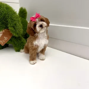 Daisy - FB Cavapoo Puppy - BPPP Litter --_