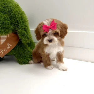 Daisy - FB Cavapoo Puppy - BPPP Litter --_