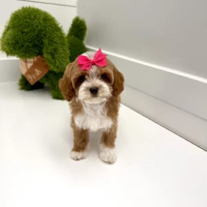 Daisy - FB Cavapoo Puppy - BPPP Litter --_