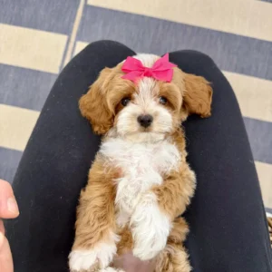 Daisy - FB Cavapoo Puppy - BPPP Litter --_