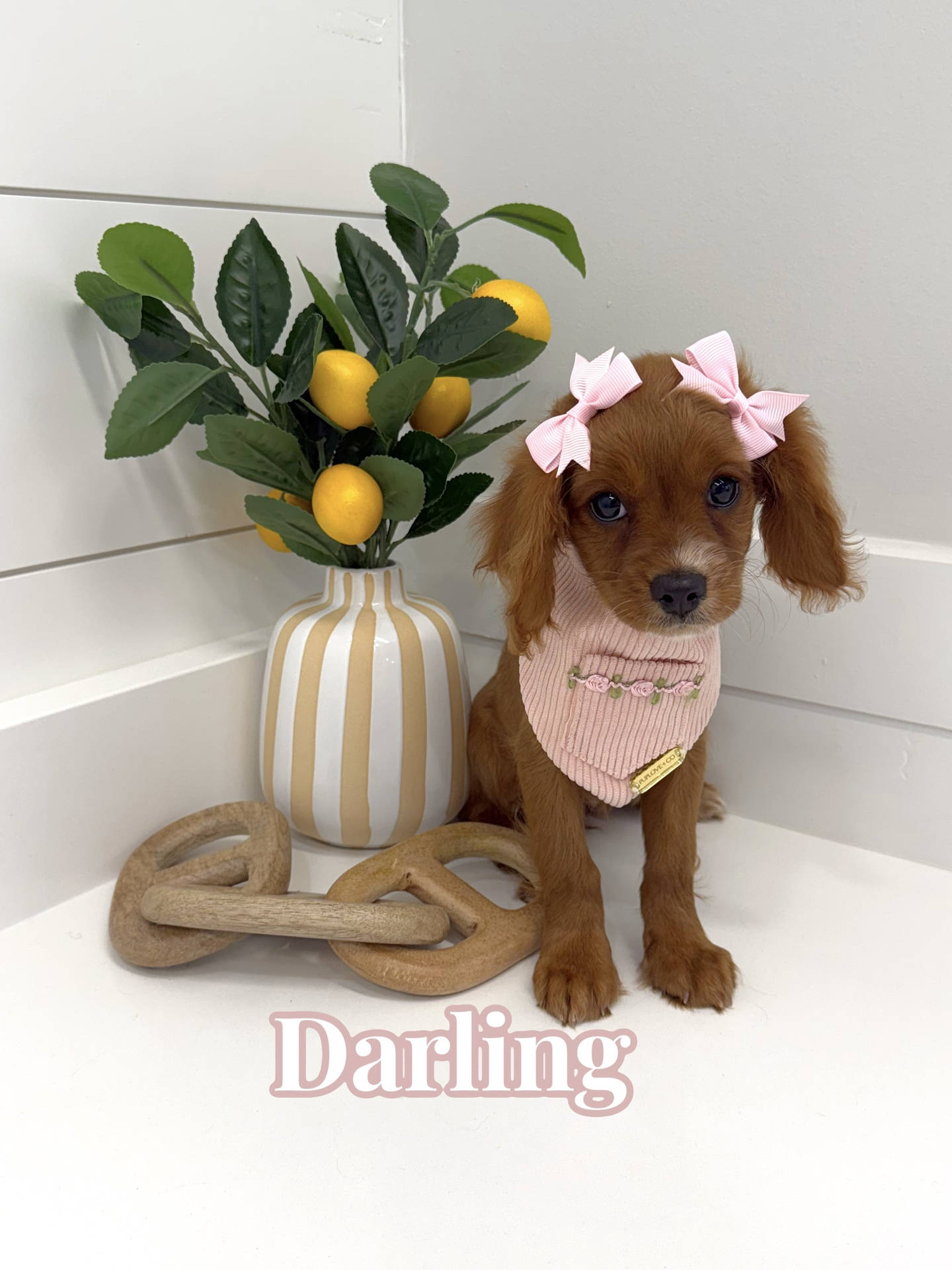 Darling - F Cavapoo - BPPP Litter --