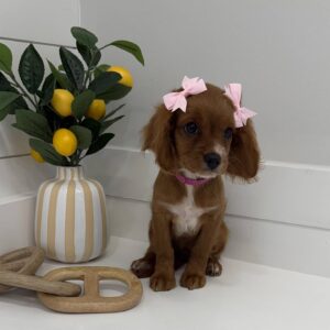 Darling - F Cavapoo - BPPP Litter --_