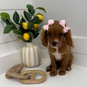 Darling - F Cavapoo - BPPP Litter --_