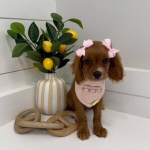 Darling - F Cavapoo - BPPP Litter --_