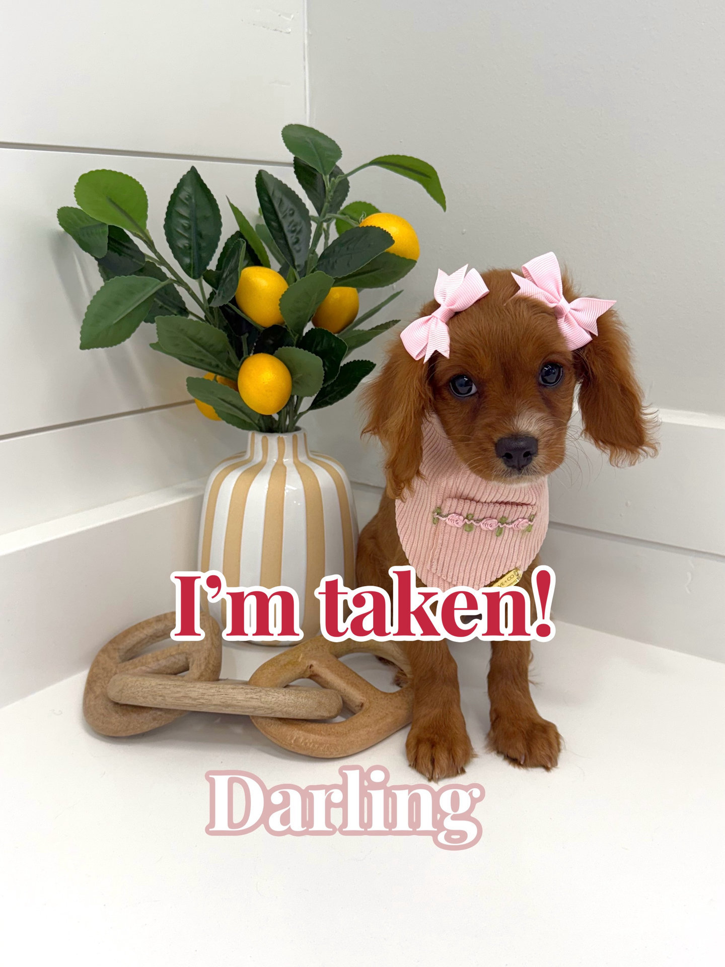 Darling - F Cavapoo - BPPP Litter --_Forever Home in Hickory- NC