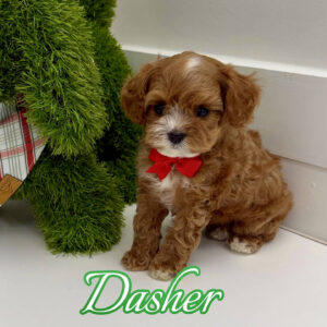Dasher - F Cavapoo Puppy - BPPP Litter --_