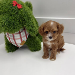 Dasher - F Cavapoo Puppy - BPPP Litter --_