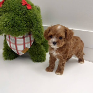 Dasher - F Cavapoo Puppy - BPPP Litter --_