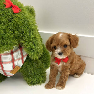 Dasher - F Cavapoo Puppy - BPPP Litter --_