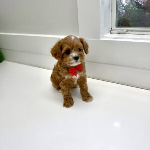 Dasher - F Cavapoo Puppy - BPPP Litter --_