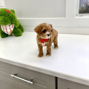 Dasher - F Cavapoo Puppy - BPPP Litter --_