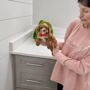 Dasher - F Cavapoo Puppy - BPPP Litter --_