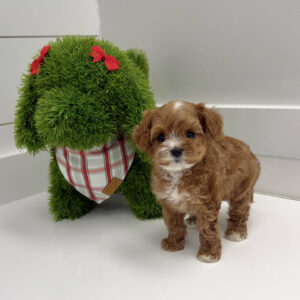 Dasher - F Cavapoo Puppy - BPPP Litter --_