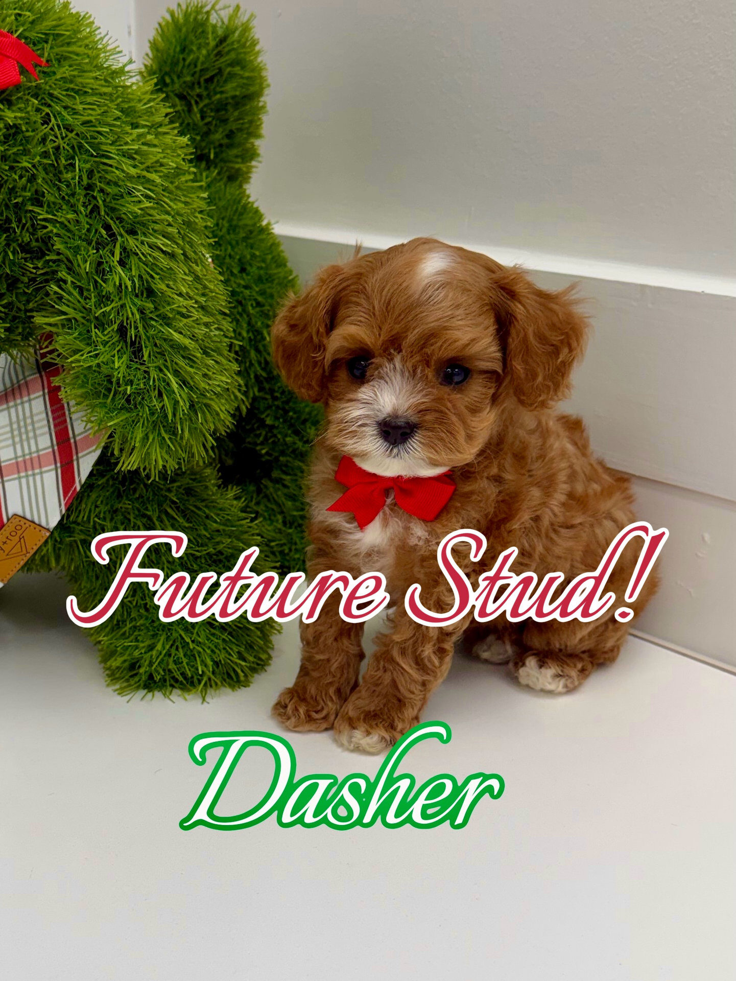Dasher - F Cavapoo Puppy - BPPP Litter --_Future Petite Posh Puppies Stud